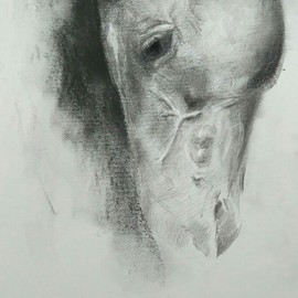 Bharti Yadav: 'horse head', 2019 Charcoal Drawing, Animals. Artist Description: Beautiful horse head in charcoal ...