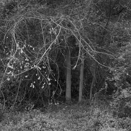 Steven Brown Artwork Arc Of The Tree, 2012 Black and White Photograph, Trees
