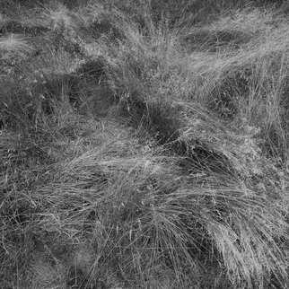 Steven Brown: 'Sea Of Grass', 2013 Black and White Photograph, Abstract Landscape.  black & white, nature, fine art, fine art photography, reductivism, minimilism      ...