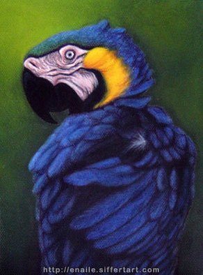 Enaile D. Siffert: 'Blue Macaw', 2004 Pastel, Animals. Soft pastels on paper 32 x 24 cm ...