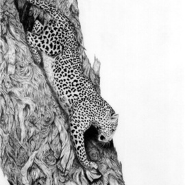 Marc De Groote: 'Cautious Descend', 2005 Graphic Design, Cats. Artist Description:  Graphite pencil on scatch board ...