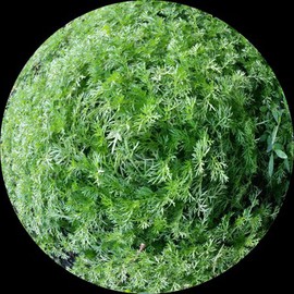 Debbi Chan Artwork  green round, 2015 Digital Photograph, Botanical