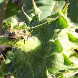 Debbi Chan: 'a hungry bee', 2010 Color Photograph, Botanical. Artist Description:      fotos from Idaho.    ...