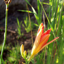 Debbi Chan: 'a lily opens', 2010 Color Photograph, Botanical. Artist Description:           photos from idaho                                                                                            ...