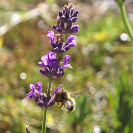 Debbi Chan: 'bee feeds on lavender', 2010 Color Photograph, Botanical. Artist Description:         fotos from Idaho.       ...
