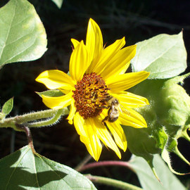 Debbi Chan: 'bee to yellow', 2010 Color Photograph, Botanical. Artist Description:     fotos from Idaho.   ...