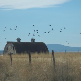 Debbi Chan: 'birds over barns', 2010 Color Photograph, Farm. Artist Description:    photos from idaho.   ...