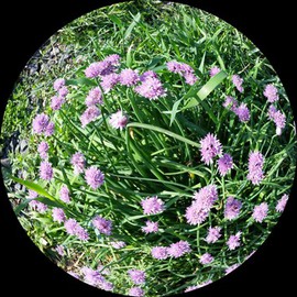 Debbi Chan Artwork bouquet of onion blossoms, 2015 Digital Photograph, Botanical