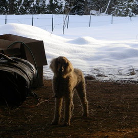 Debbi Chan: 'caesars  stand', 2011 Color Photograph, Dogs. Artist Description:  photos from idaho             ...