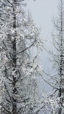 Debbi Chan: 'detailof a winter tree', 2010 Color Photograph, Trees. Artist Description:              photos from idaho.             ...