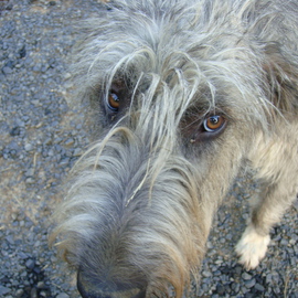 Debbi Chan: 'dog eyes', 2009 Color Photograph, Dogs. Artist Description:  from my photo gallery ...