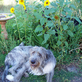 Debbi Chan: 'dogs and sunflowers', 2010 Color Photograph, Botanical. Artist Description:        photos from Idaho.  ...