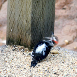 Debbi Chan: 'downy wood pecking', 2010 Color Photograph, Birds. Artist Description:    photos from idaho.   ...