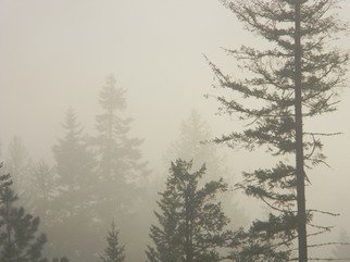 Debbi Chan: 'fog art', 2011 Color Photograph, Trees. Artist Description:     photos from idaho.    ...