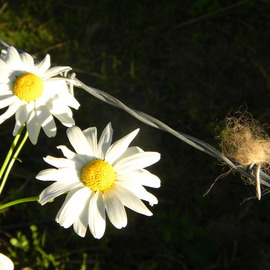 Debbi Chan: 'horse tail and daisy', 2011 Color Photograph, Botanical. Artist Description:           photos from idaho                                                                                                                                                                                                                                                                                                                                           the game of weo chi has a history many many hundreds of years old.  it is a intriguing game of strategy.                                                                                                                                                                                                                                                                                                                                                                                                                                              ...
