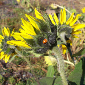 Debbi Chan: 'ladybug feeds', 2010 Color Photograph, Botanical. Artist Description:                 photos from Idaho.                ...
