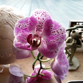 Debbi Chan Artwork more beauty of the orchid, 2015 Color Photograph, Botanical