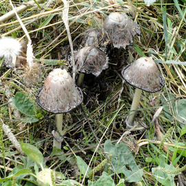 Debbi Chan: 'mushroom alley', 2010 Color Photograph, Botanical. Artist Description:                photos from Idaho.               ...