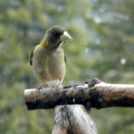 Debbi Chan: 'one bird ia a grosbeak', 2011 Color Photograph, Birds. Artist Description:    photos from idaho.  ...