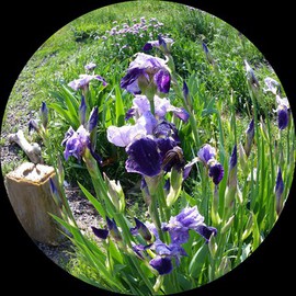 Debbi Chan Artwork purple pile, 2015 Digital Photograph, Botanical