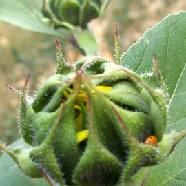 Debbi Chan: 'red bug and yellow bud', 2010 Color Photograph, Botanical. Artist Description:                  photos from Idaho.                 ...