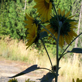 Debbi Chan: 'shade on the sunflowers', 2010 Color Photograph, Botanical. Artist Description:          photos from Idaho.    ...
