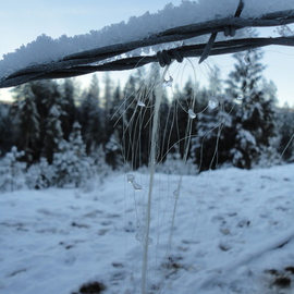 Debbi Chan: 'simple snow two', 2012 Color Photograph, Beauty. Artist Description:               photos from idaho.           photos from Idaho.  ...