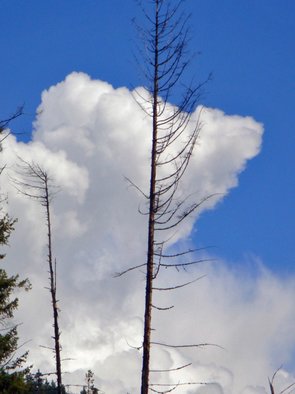Debbi Chan: 'skeleton tree with white cloud', 2010 Color Photograph, Clouds. Artist Description:   photographs from idaho.    ...