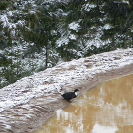 Debbi Chan: 'snow swim', 2011 Color Photograph, Birds. Artist Description:    photos from idaho.  ...