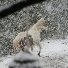 Debbi Chan: 'snowy jaunt', 2011 Color Photograph, Equine. Artist Description:          photos from idaho.        ...