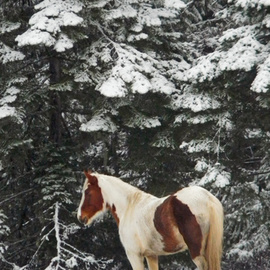 Debbi Chan: 'stands  under the trees', 2011 Color Photograph, Equine. Artist Description:       photos from idaho      ...