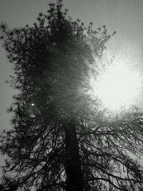 Debbi Chan: 'sunlit in black and white', 2011 Color Photograph, Trees. Artist Description:          photos from idaho              ...