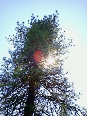 Debbi Chan: 'sunlit tree', 2011 Other Photography, Trees. Artist Description:     photos from idaho         ...