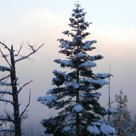 Debbi Chan: 'the beauty of a winter day', 2010 Color Photograph, Trees. Artist Description:      photos from Idaho.    ...