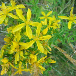 Debbi Chan: 'the delicacy of yellow', 2010 Color Photograph, Botanical. Artist Description:   photos on photos.                                                                             ...