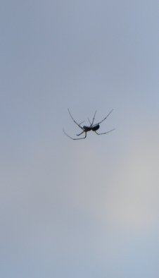 Debbi Chan: 'the itsey bitsey spider', 2011 Color Photograph, Fauna. Artist Description:                         photos from idaho.                        ...