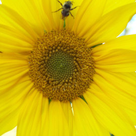 Debbi Chan: 'the yellowist of yellow', 2010 Color Photograph, Botanical. Artist Description:       photos from Idaho. ...