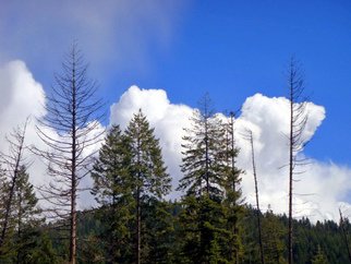 Debbi Chan: 'three clouds for three trees', 2010 Color Photograph, Clouds. Artist Description:      photographs from idaho.       ...