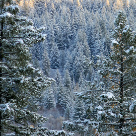 Debbi Chan: 'top of the hill to you ', 2010 Color Photograph, Trees. Artist Description:        photos from Idaho.      ...