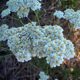 Debbi Chan: 'white bouquet', 2010 Color Photograph, Botanical. Artist Description:    photos from Idaho.                                                                                                      ...