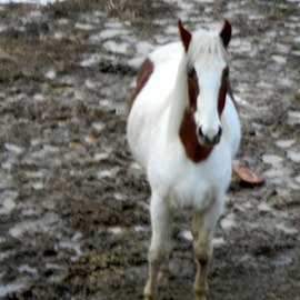 Debbi Chan: 'willow in mud', 2010 Color Photograph, Equine. Artist Description:           photos from idaho.          ...