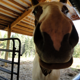 Debbi Chan: 'willow the comic', 2010 Color Photograph, Equine. Artist Description:   photos from Idaho. enjoy viewing them as much as i did taking them. ...