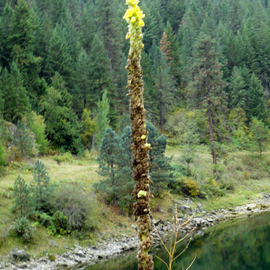 Debbi Chan: 'yellow against the water', 2010 Color Photograph, Botanical. Artist Description:   photos from idaho  ...
