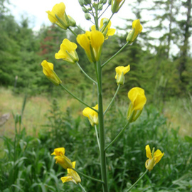 Debbi Chan: 'yellow drops  in green', 2010 Color Photograph, Botanical. Artist Description:                 photos from idaho.                                                       ...