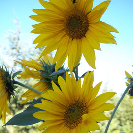 Debbi Chan: 'yellow faces greet the sky', 2010 Color Photograph, Botanical. Artist Description:           photos from Idaho.     ...