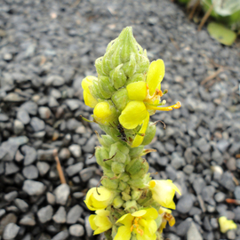 Debbi Chan: 'yellow in the stone', 2010 Color Photograph, Botanical. Artist Description:  photos from idaho ...