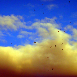 Debbi Chan: 'yellow movement', 2010 Color Photograph, Birds. Artist Description:   this photograph just blew me away. the birds in flight are grosbeak( evening) .  i paint them often. . . ...
