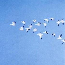 Snowgeese Going South By Sue Jacobsen