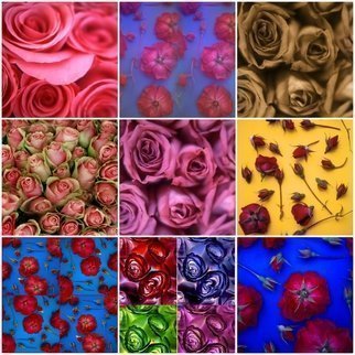 Tamarra Tamarra: 'rose collage', 2018 Color Photograph, Floral. ROSE, FLORAL, FLOWERS, RED, NATURE, COLLAGE, YELLOW, RED ROSES, PINK, PINK ROSE, BOTANICAL, BOTANY, BLUE ORANGE, COLOR FLOWER PHOTOGRAPHY, PHOTOGRAPHY, COLORFUL, DECORATIVE, MAGENTA, TURQUOISE, macro photography, petals, gardenrose, rosebuds, sepia, pink roses, green, purple, blue, ...