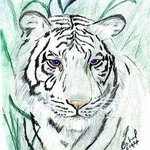 royal white bengal tiger By Terri Cabral